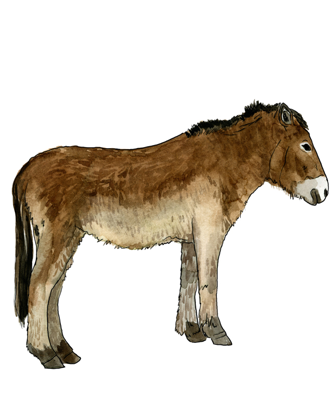 Pferd, horse, Illustration Silvia Nettekoven